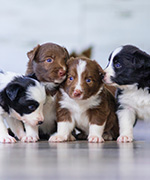 puppies & kittens vet services