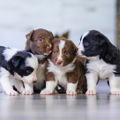 puppies & kittens vet services