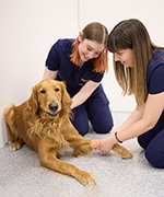 urgent care veterinary