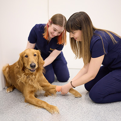 urgent care veterinary