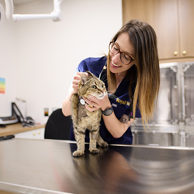 pet wellness veterinary service