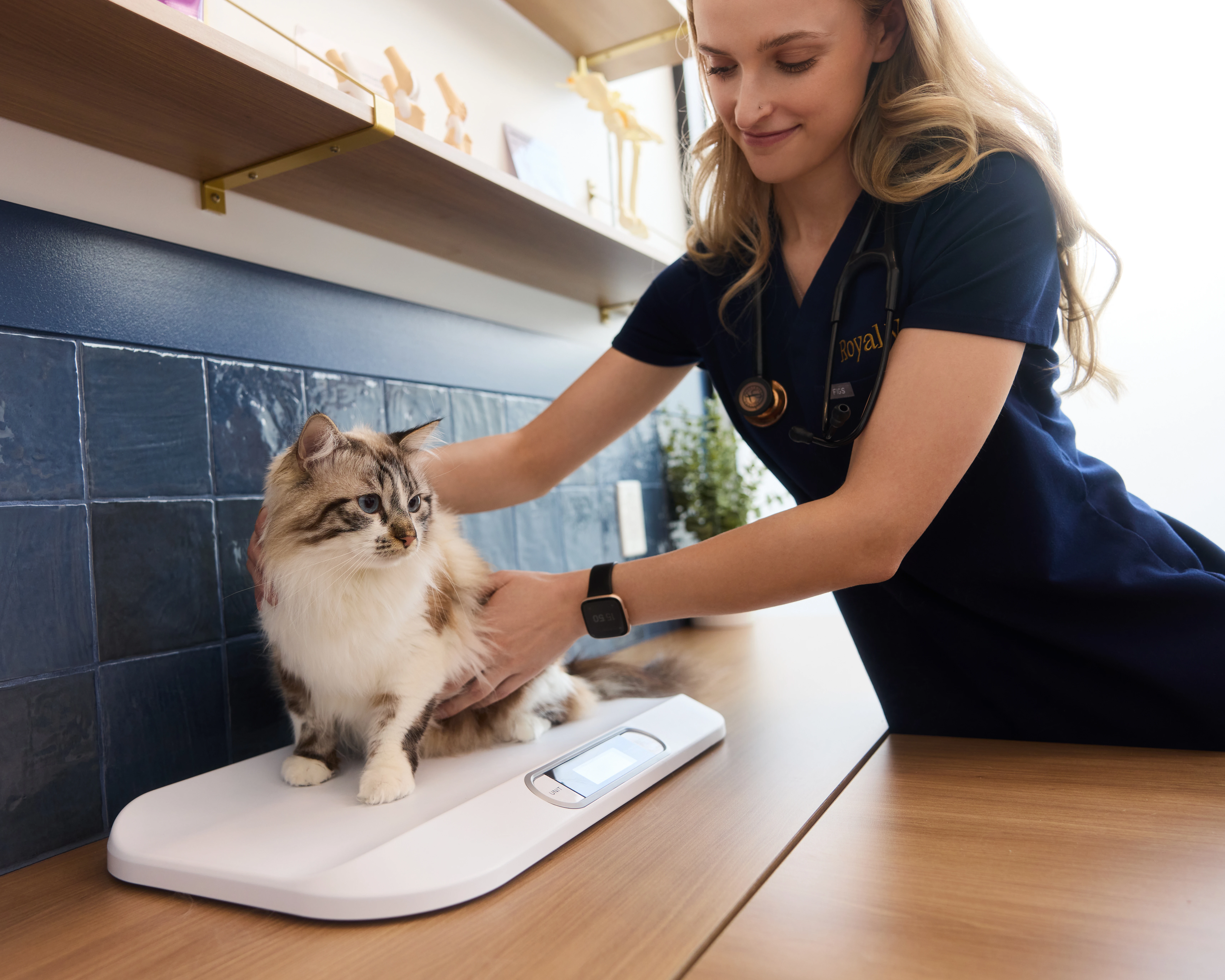 Salle d’examen chaleureuse et moderne chez Royal Vet