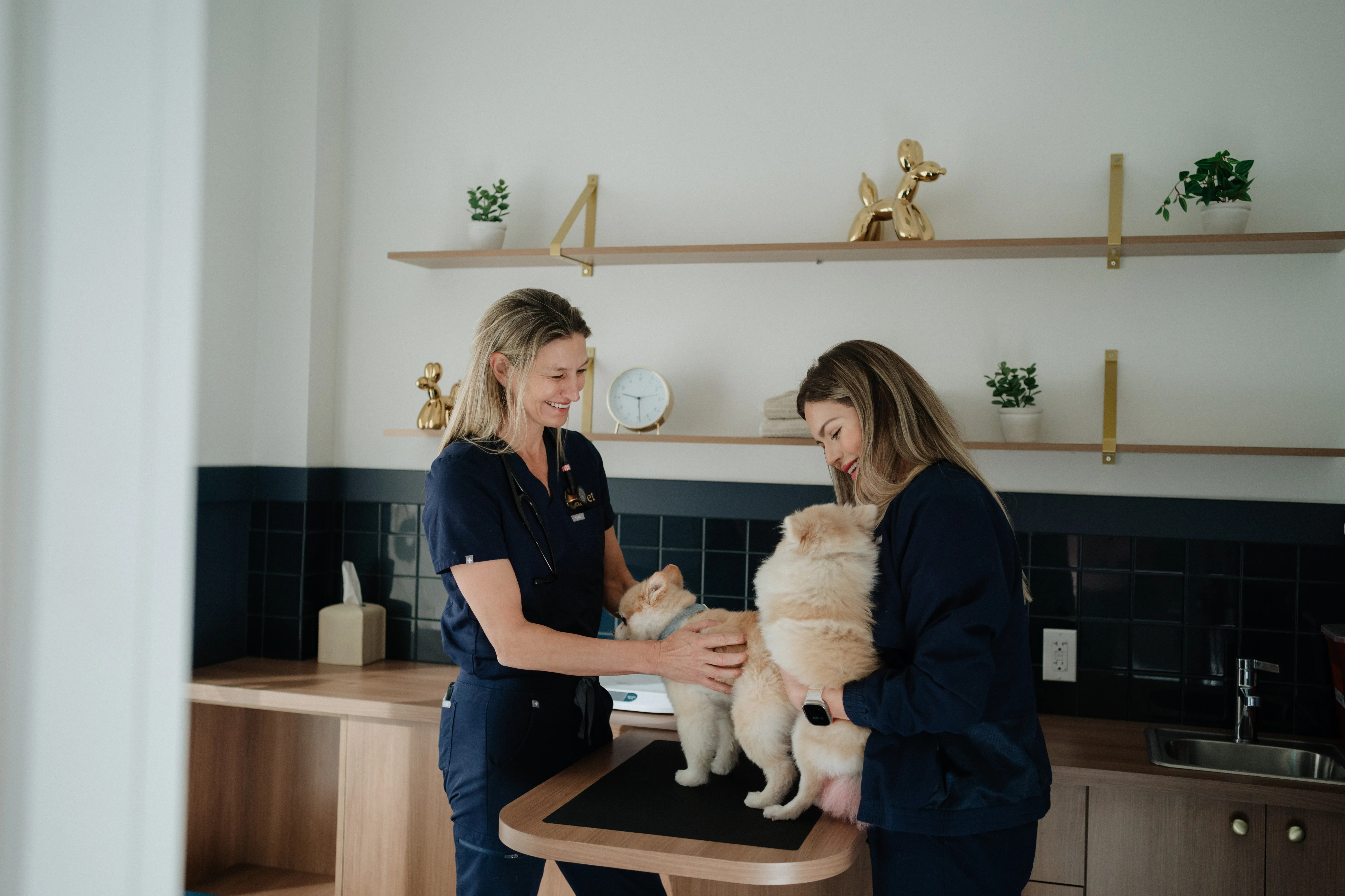 Royal Vet team preparing a dental procedure