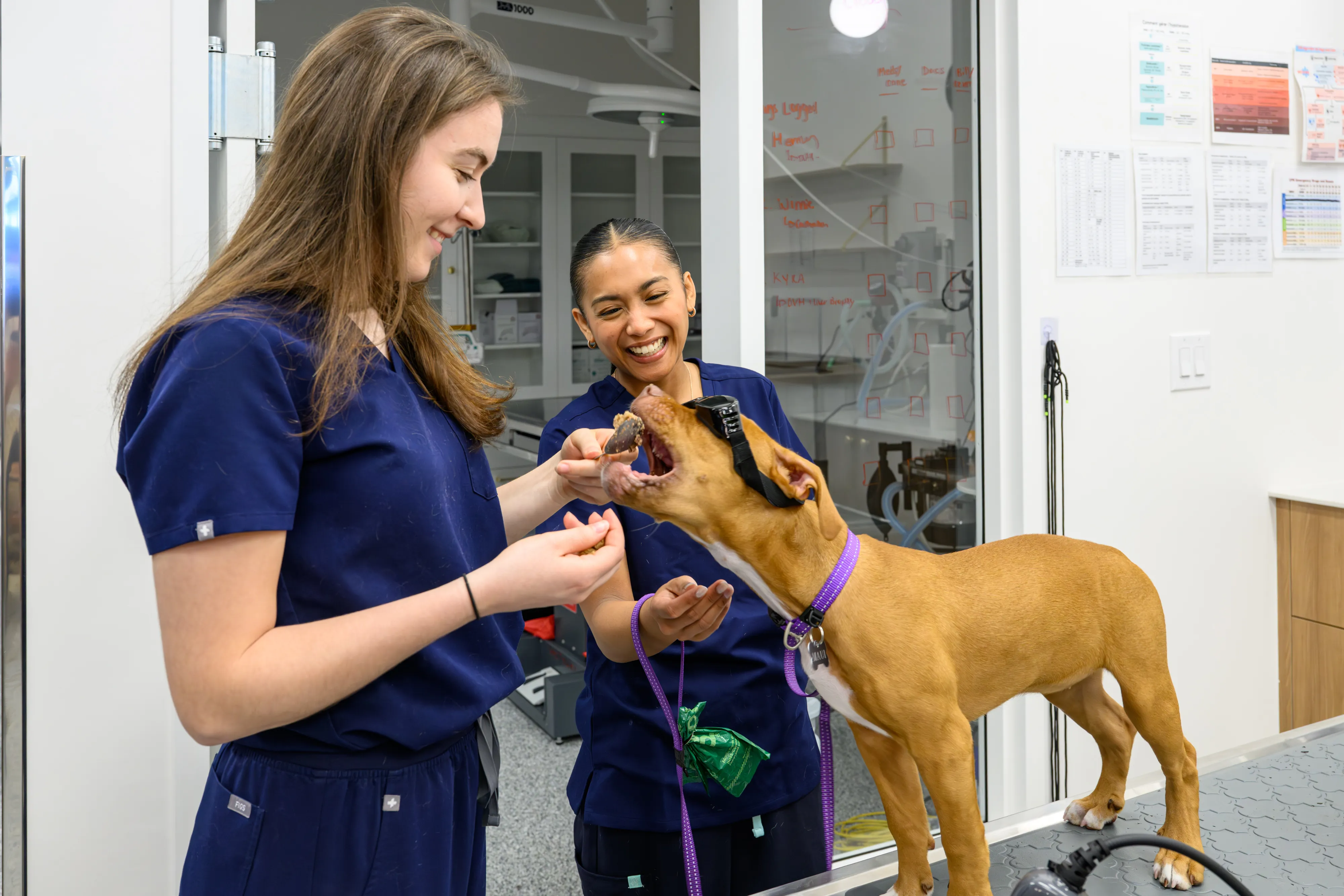 Royal Vet veterinarian advising a pet owner