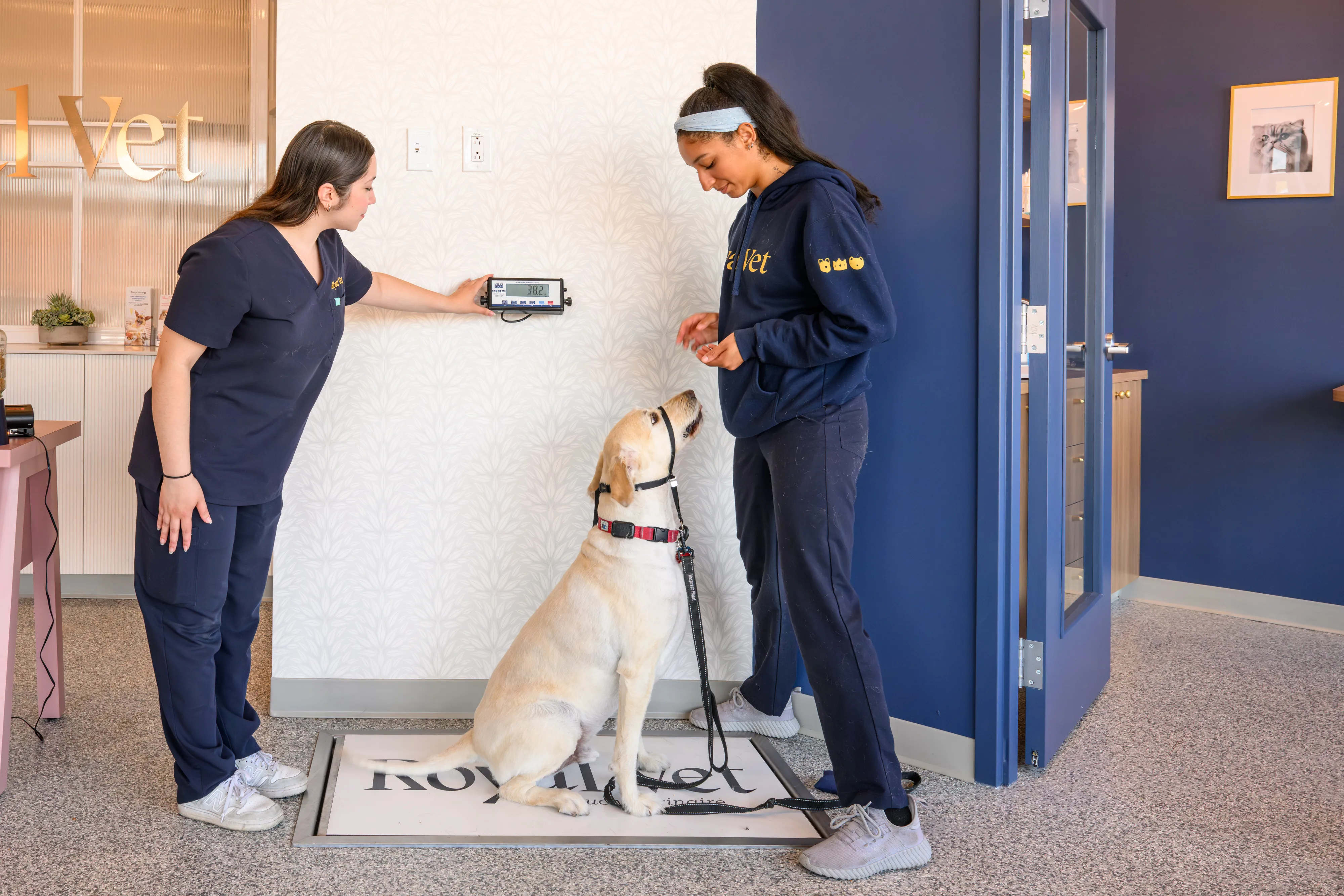 In-house diagnostic lab at a Royal Vet clinic